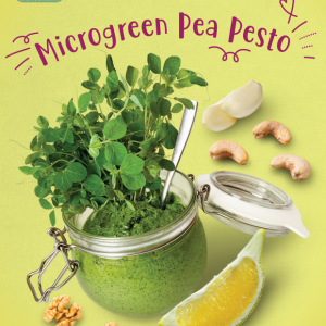 Microgreen Pea Pesto Recipe